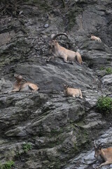 Group of alpine mountain goats (Capra ibex) on the rocks