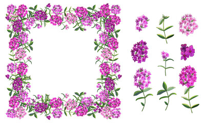 Vector flower set with different phloxes on white.