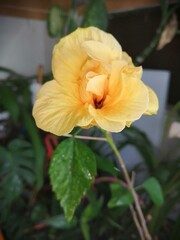 orange rose in garden