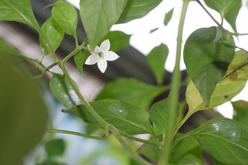 A Green Chili in the garden (Unedited)
