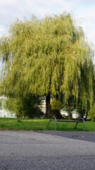 Wierzba Płacząca rosnąca w parku w Żorach