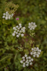 Queen Anne's lace in the green grass. Ammi major plant in spring season