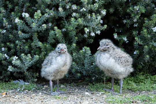 Seagull chicks are standing in the bush flower.