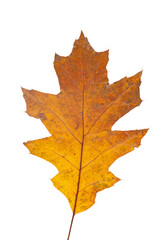 Bright orange autumn leaf on an isolated white background