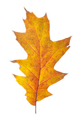 Bright orange autumn leaf on an isolated white background
