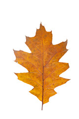 Naklejka na ściany i meble Bright orange autumn leaf on an isolated white background