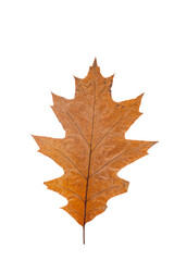 Naklejka na ściany i meble Bright orange autumn leaf on an isolated white background