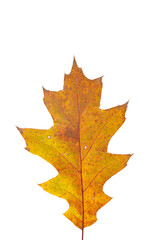 Bright orange autumn leaf on an isolated white background