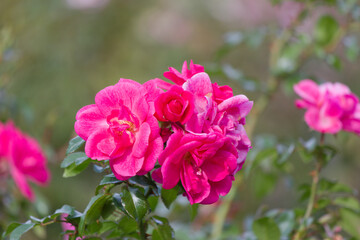 秋の薔薇の花 Pink rose flower that blooms in autumn.	