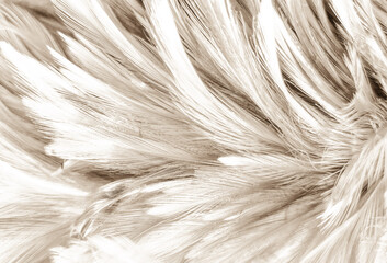 Beautiful abstract gray feathers on white background and soft white feather texture on white pattern and brown background, white texture wallpaper, love theme, valentines day