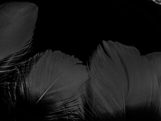 Beautiful abstract black feathers on white background and soft white feather texture on white pattern, dark theme wallpaper, gray feather background, black banners