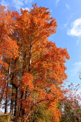 針木浄水場　オレンジ色の台湾楓　紅葉　（高知県　高知市）