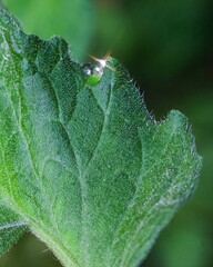 Water drops after rain on green Irga branch close up on green background in summer garden