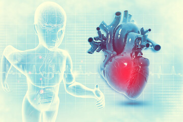 Anatomy of human heart. 3d illustration
