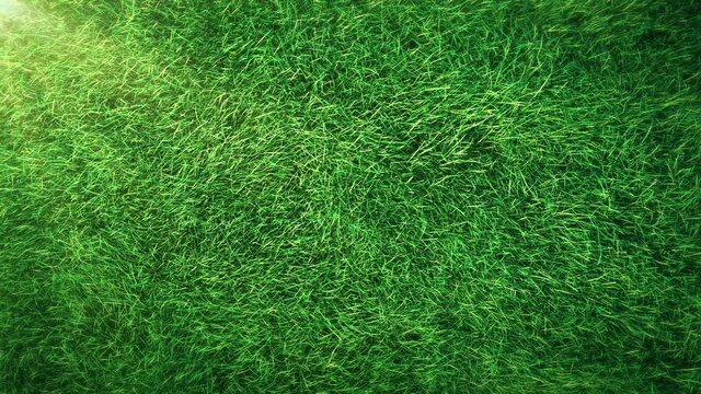 Grass. This  work show grass swaying wind seamless loop animation with shine easies to use and change color.