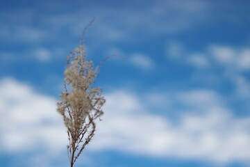 ススキと空