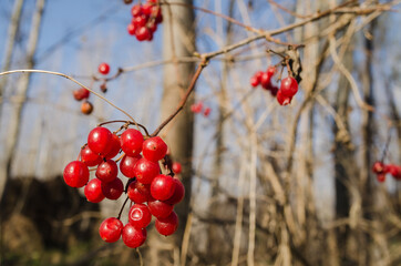 The red fruits of the patus plant are the fruits of shrubs that grow in the forest. 