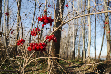 The red fruits of the patus plant are the fruits of shrubs that grow in the forest. 