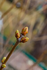 Young shoot of lilac closeup in spring