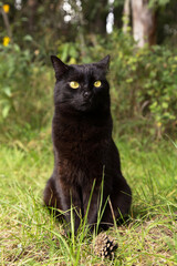 Naklejka na ściany i meble Funny cute bombay black cat with yellow eyes and attentive look sit outdoors in nature in grass