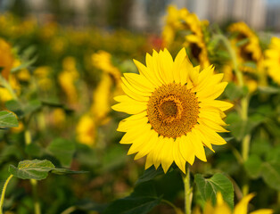 Yellow sunflower in the sunset light. Close-up. Sunflower, close-up. Yellow big flower.