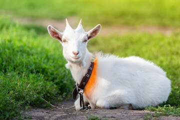 goat on grass.
