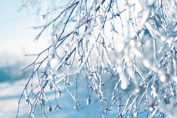 ice storm background ice rain wallpaper.Tree branches frozen in the ice. winter forest background.ice storm weather. Frozen tree branch in winter forest.Tree branches frozen in the ice. 