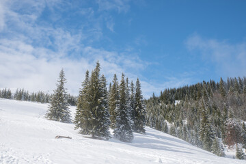 Tall winter fir trees in the mountains covered with snow amid morning fog against a blue sky.