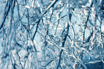 ice storm background ice rain wallpaper.Tree branches frozen in the ice. winter forest background.ice storm weather. Frozen tree branch in winter forest.Tree branches frozen in the ice. 