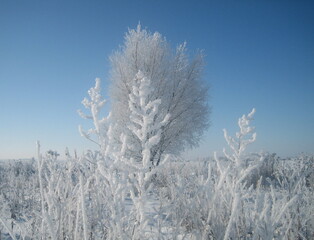 A lonely tree in the middle of a field on a frosty winter day. The branches of the tree are richly covered with frost that glistens in the sun. Clear blue sky without a single cloud.