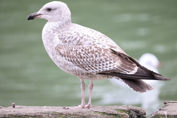 Seagull is standing on a horizontal beam