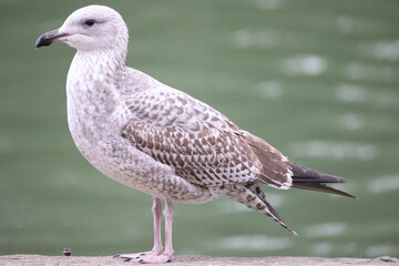 Seagull is standing on a horizontal beam