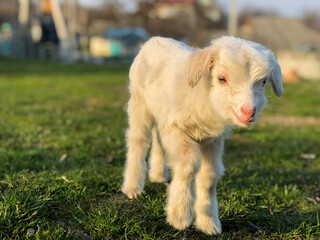 Photo of a baby goat of two days old smilling at camera grazing on a green field
