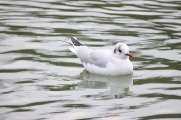 Seagull on the water