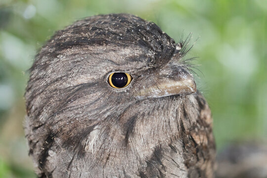 Close-up Tawny Frogmouth with strong eye. 