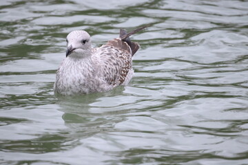 Seagull on the water