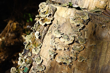 Beautiful mushrooms in the forest on an old rotten tree stump