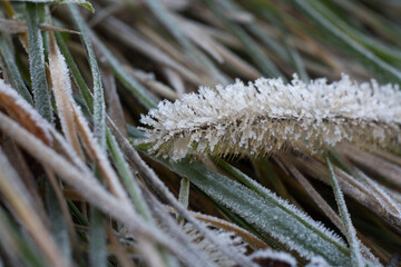 Frost on the leaf and grass
