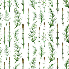 Seamless pattern green horsetail field branch on white background. Watercolor hand drawing illustration. Perfect for digital paper or wallpaper. Medical and cosmetic herbal design.
