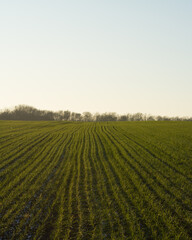 small green wheat field at sunset