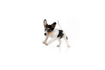 Running on. Jack Russell Terrier little dog is posing. Cute playful doggy or pet playing on white studio background. Concept of motion, action, movement, pets love. Looks happy, delighted, funny.