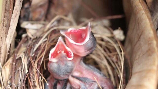 Nestlings of red-whiskered bulbul crying for food in the nest