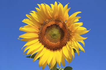 Close-up, sunflowers blooming yellow