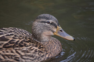 Duck head and neck
