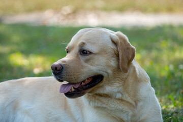 Labrador retriever portrait