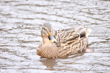 Duck on the water