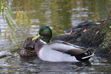 Ducks on the shore