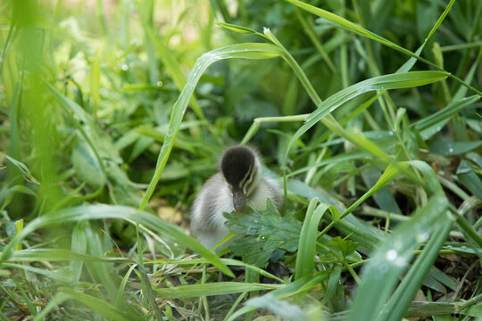 Close up Wood duck chick in the green and eating grass. 