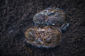 European hare - Liebre europea (Lepus europaeus), also known as the brown hare, Navarra, Spain, Europe