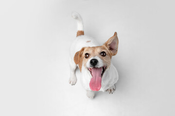 Crazy happy. Jack Russell Terrier little dog is posing. Cute playful doggy or pet playing on white studio background. Concept of motion, action, movement, pets love. Looks happy, delighted, funny.